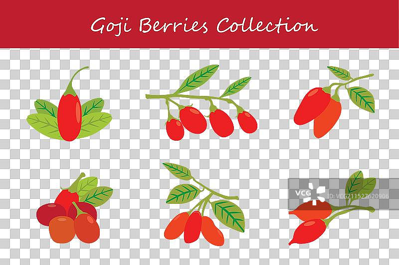 枸杞浆果合集图片素材