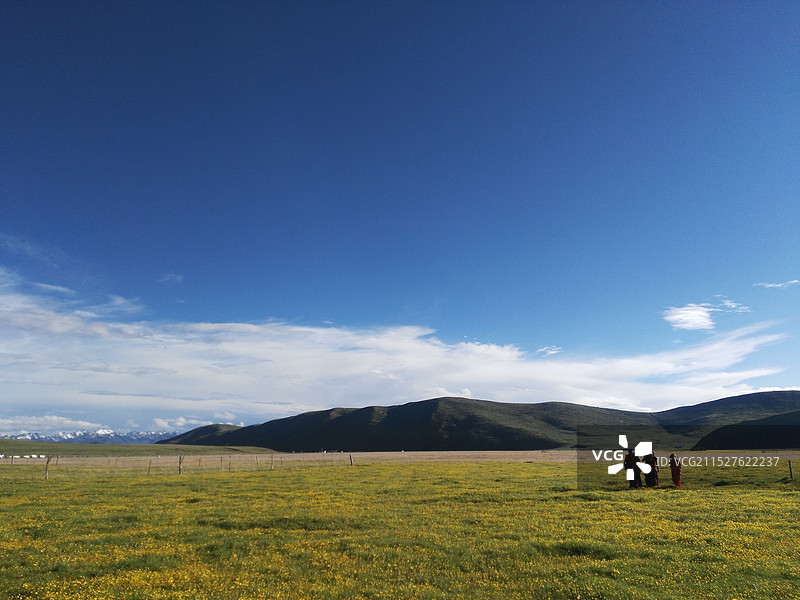 阿坝红原县花海景区图片素材