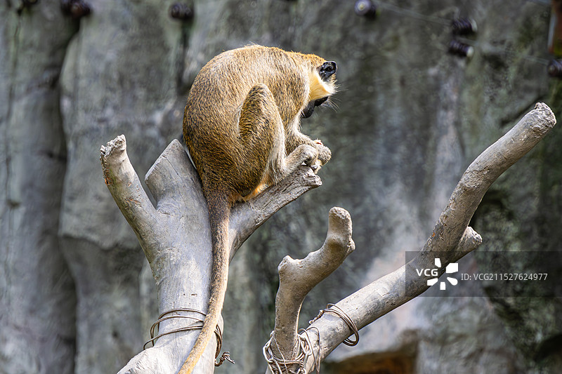 绿猴 - 上海野生动物园图片素材