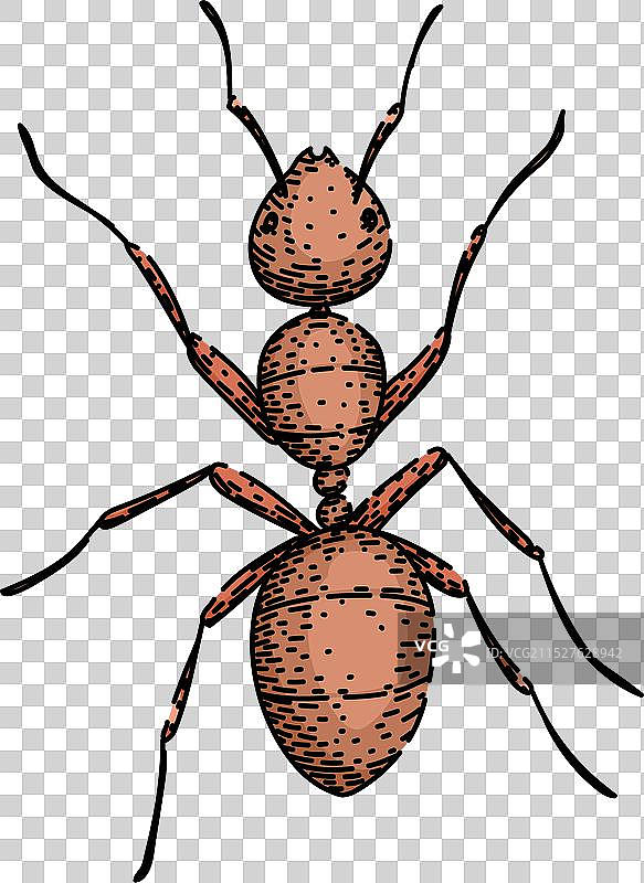 蚂蚁窝手绘草图图片素材