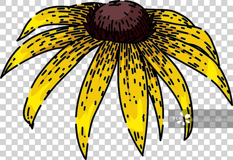 黑眼苏珊花卉手绘草图图片素材