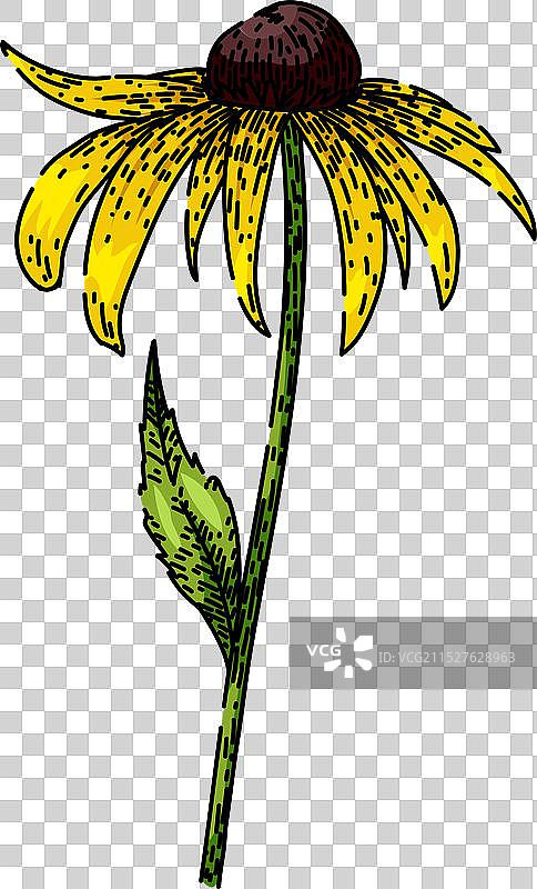 花园黑眼苏珊手绘素描图片素材