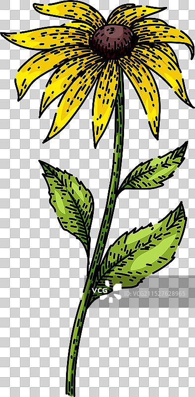 手绘黄色黑眼苏珊花素描图片素材