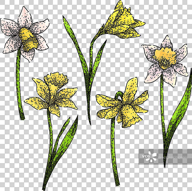 手绘水仙花素描图片素材