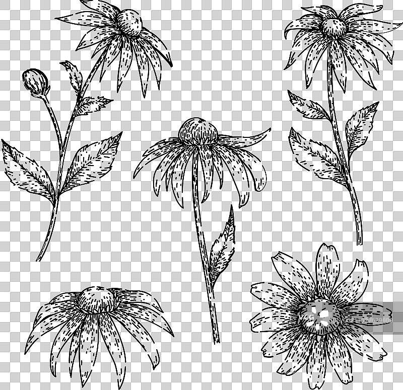 黑眼苏珊花手绘草图图片素材