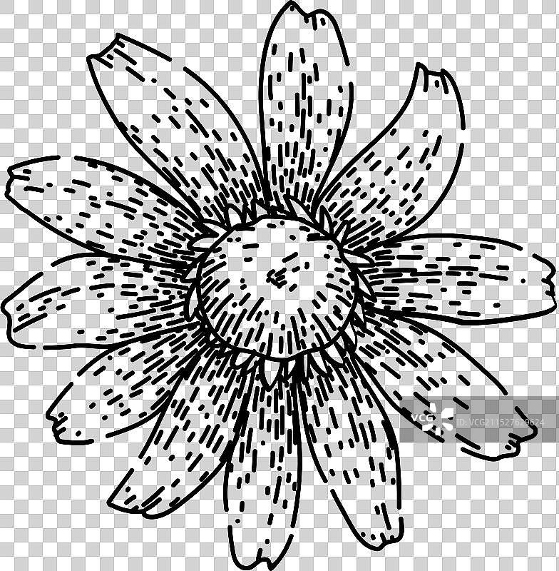 黑眼苏珊多年生植物手绘草图图片素材