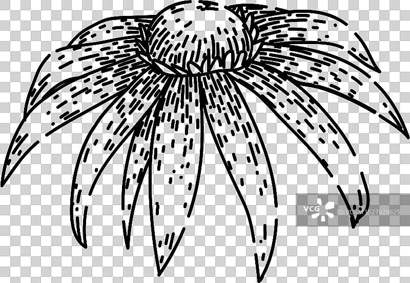 黑眼苏珊花卉手绘草图图片素材