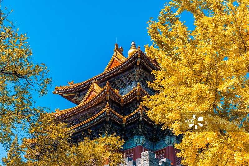 北京故宫角楼秋天的银杏图片素材
