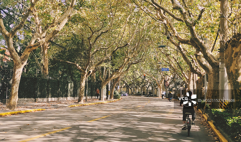 上海深秋梧桐路图片素材