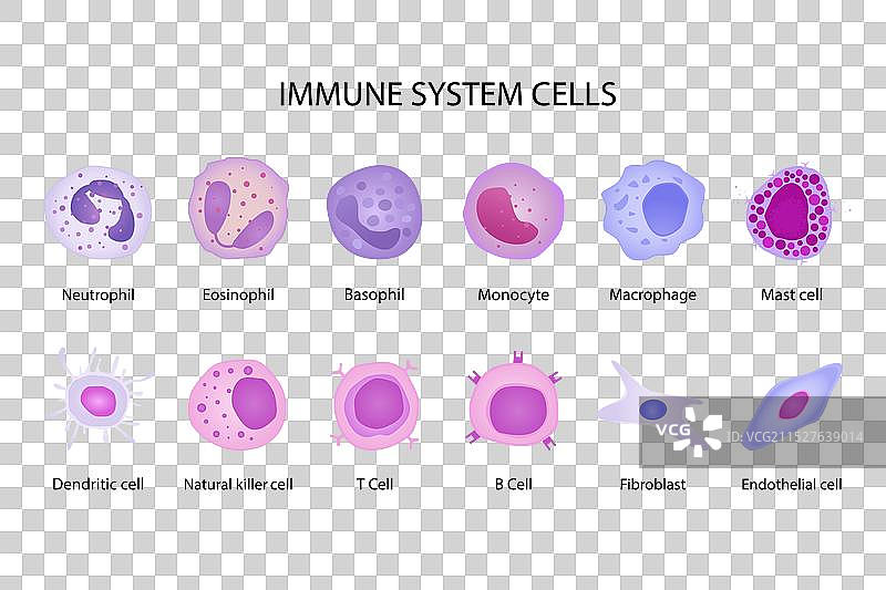 卡通扁平不同形状的免疫系统细胞图片素材