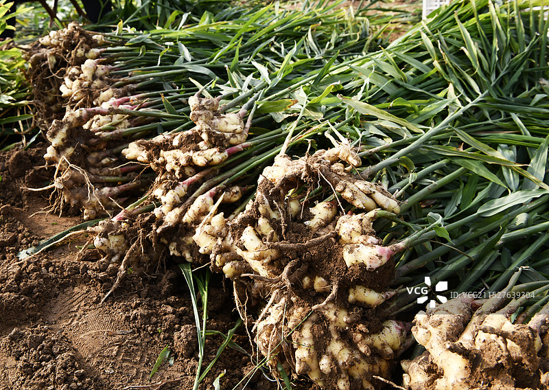丰收的黄姜图片素材