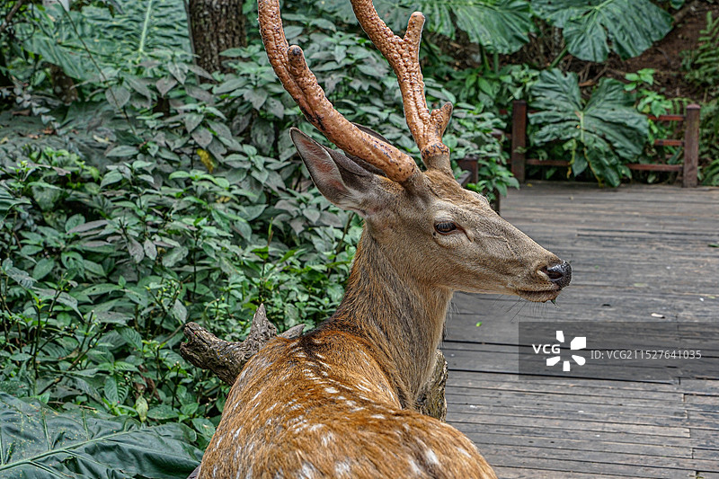 森林中的鹿图片素材