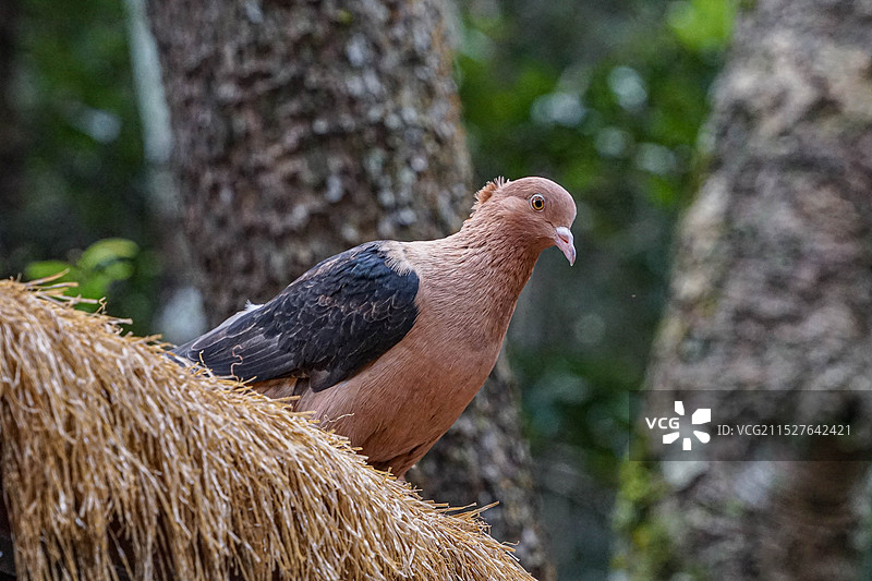 站在屋顶的鸽子特写图片素材