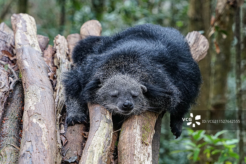趴着睡觉的熊狸图片素材