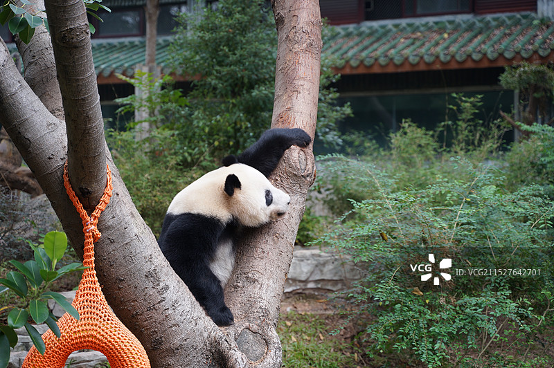 国宝熊猫图片素材