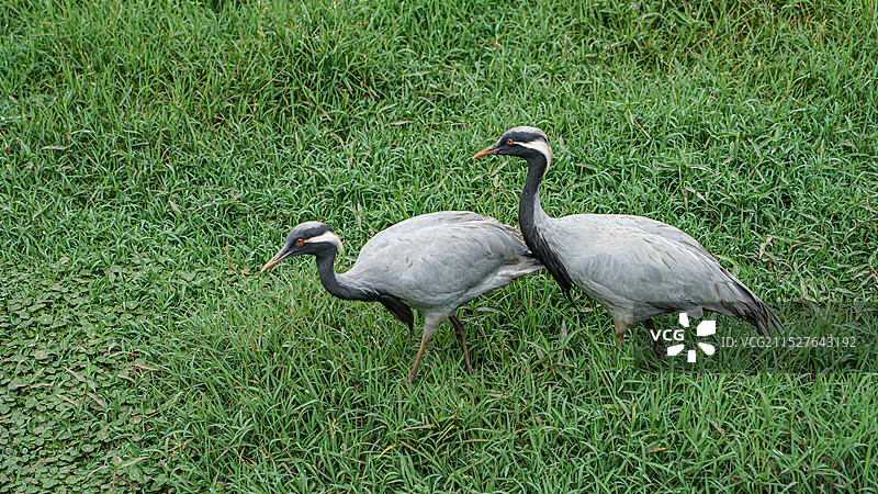 湿地中的蓑羽鹤图片素材