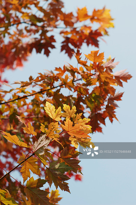 秋日公园图片素材