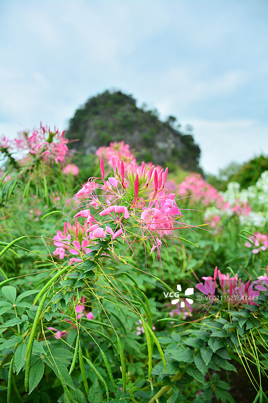 粉色醉蝶花图片素材