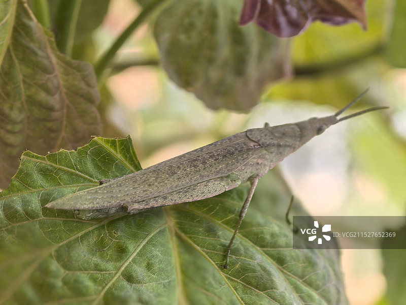 三季之蚂蚱图片素材