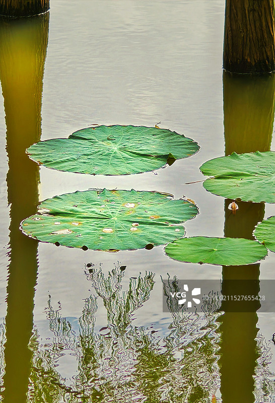 湖中荷花的特写镜头图片素材