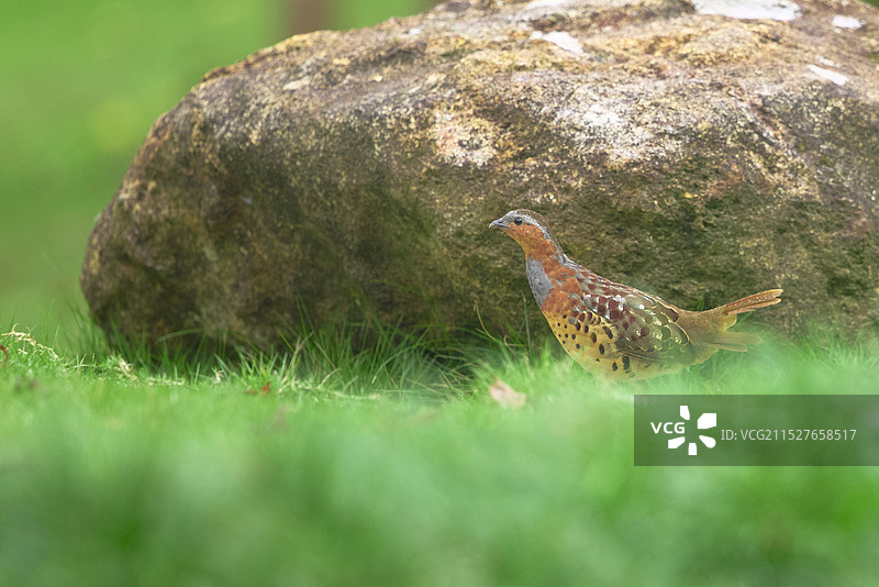灰胸竹鸡图片素材