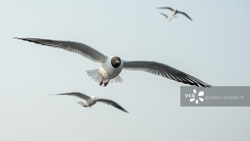红嘴鸥图片素材