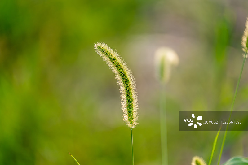 阳光下的狗尾巴草图片素材