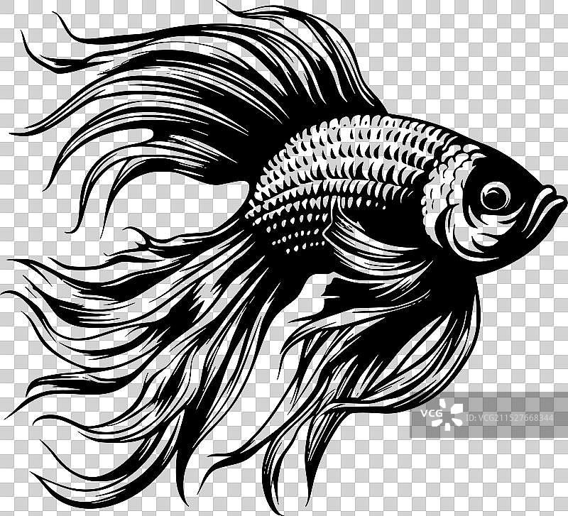 黑白斗鱼图片素材