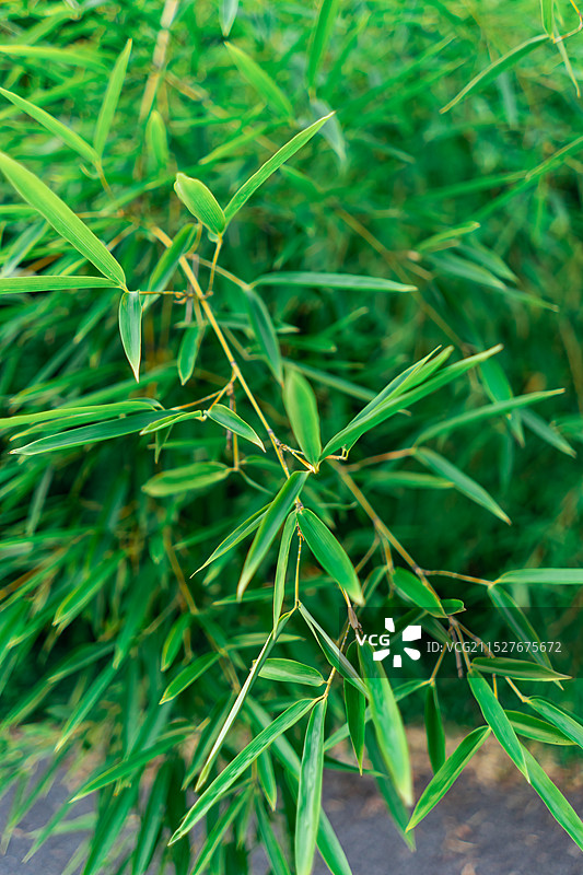 中国自然风光拍摄主题，绿色的竹子竹林竹叶子竹竿特写选择对焦前景聚焦效果，户外白昼无人图像摄影图片素材