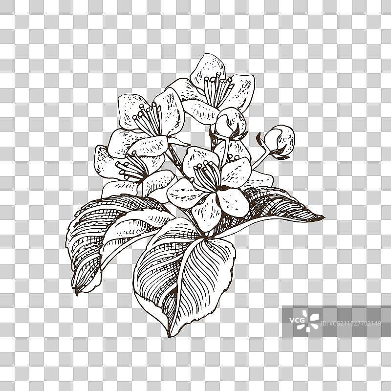 手绘的苹果盛开枝条图片素材