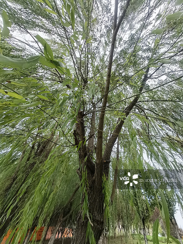 垂柳不一般的姿态图片素材