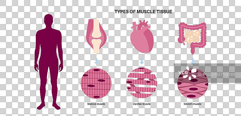 人类肌肉组织图片素材