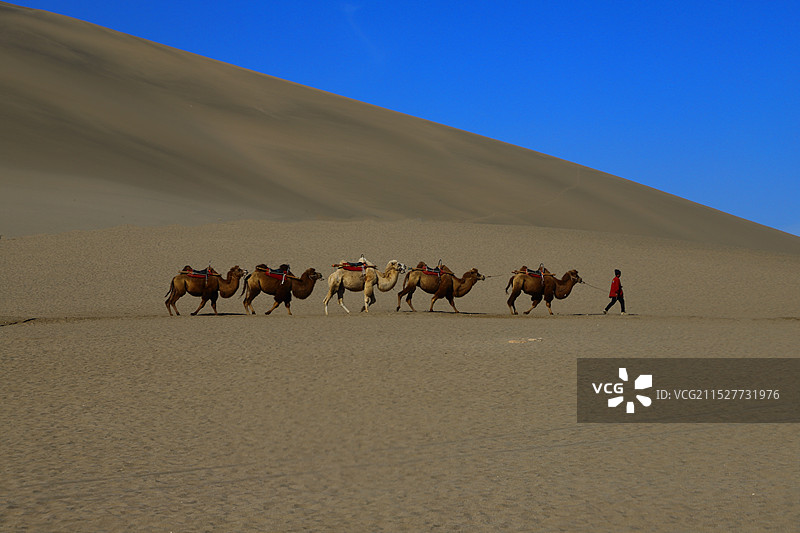 沙漠之舟图片素材