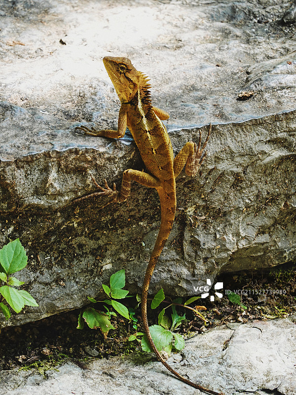 昆虫及爬行动物图片素材
