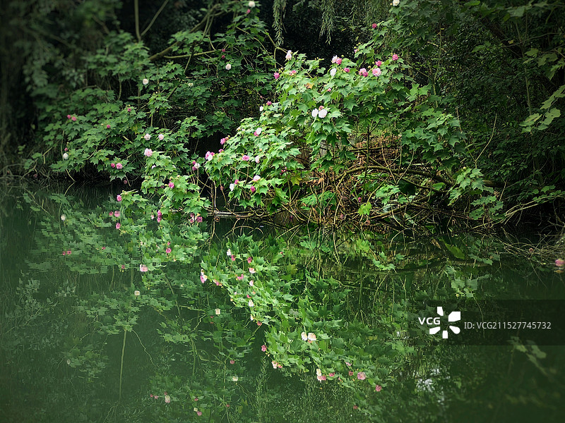 河畔芙蓉图片素材
