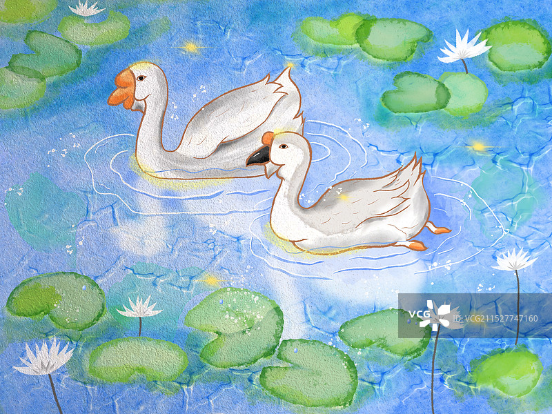 鸭子荷塘图片素材