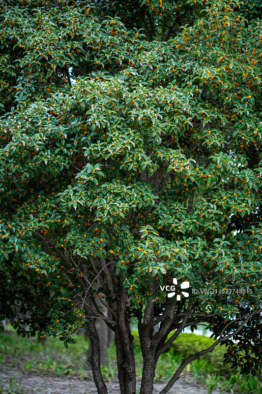 丹桂飘香图片素材