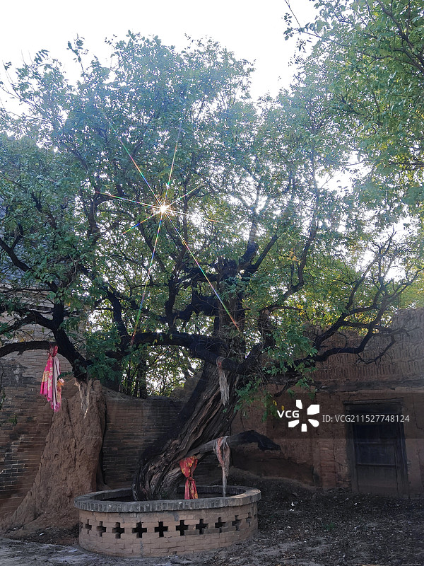 古树之光图片素材