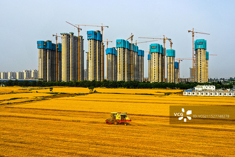 金色六月图片素材