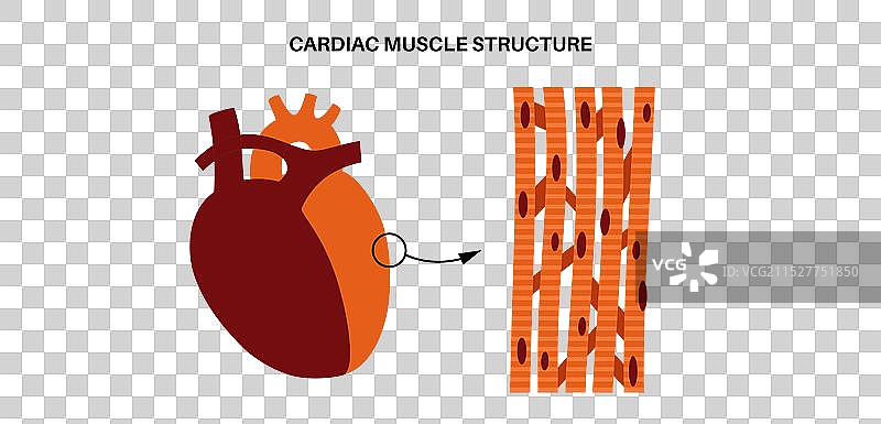 心肌组织图片素材
