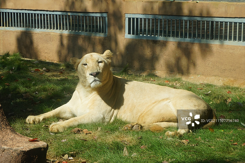 狮子 老虎 豹子 熊图片素材