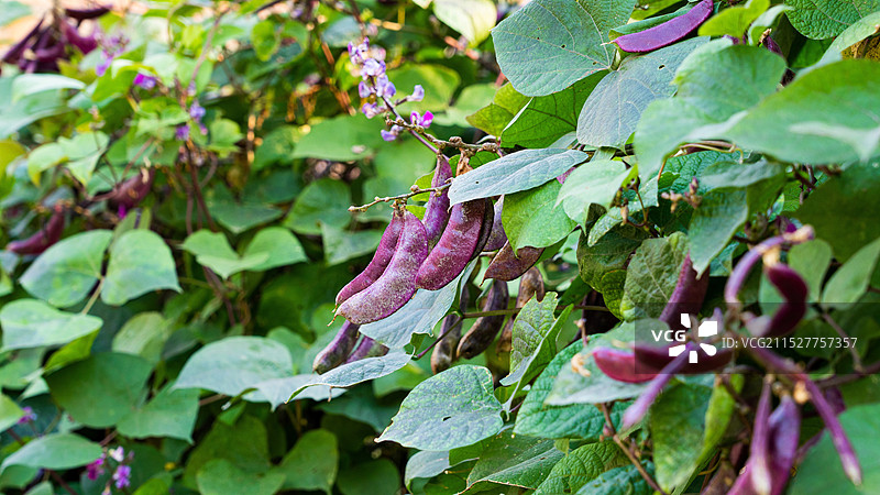 种植成熟的紫扁豆眉豆图片素材
