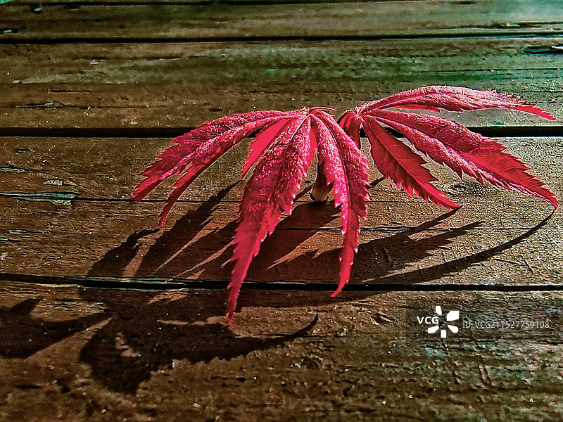 红枫叶图片素材