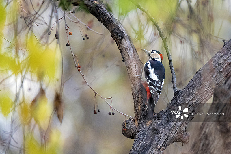 避暑山庄的大斑啄木鸟图片素材