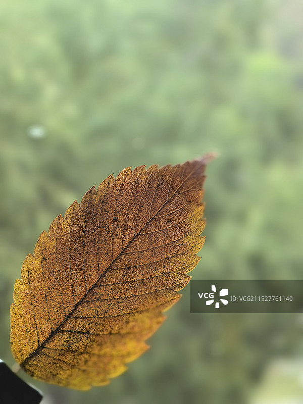 模糊背景下的树叶特写图片素材