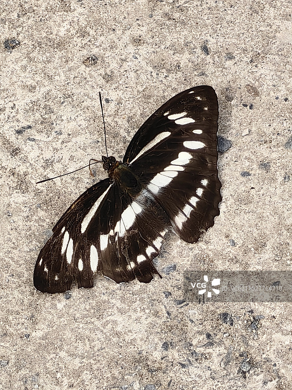 黑白相间的蝴蝶图片素材