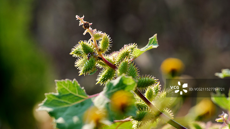 高清微距实拍：苍耳图片素材