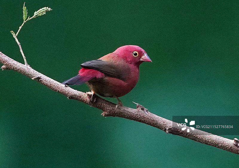 红嘴火雀图片素材