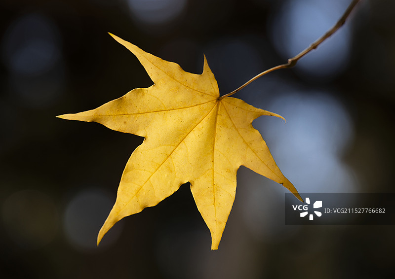 一片秋叶图片素材