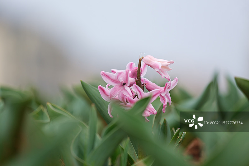 风信子图片素材